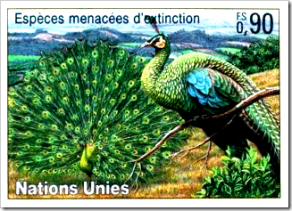 United Nations Endangered Species Stamp On Peacock United Nations Endangered Species Stamp On Peacock